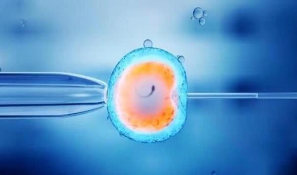 移植两个囊胚双胞胎几率你知道吗